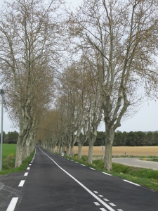 Row of platanes, typical along French national roads